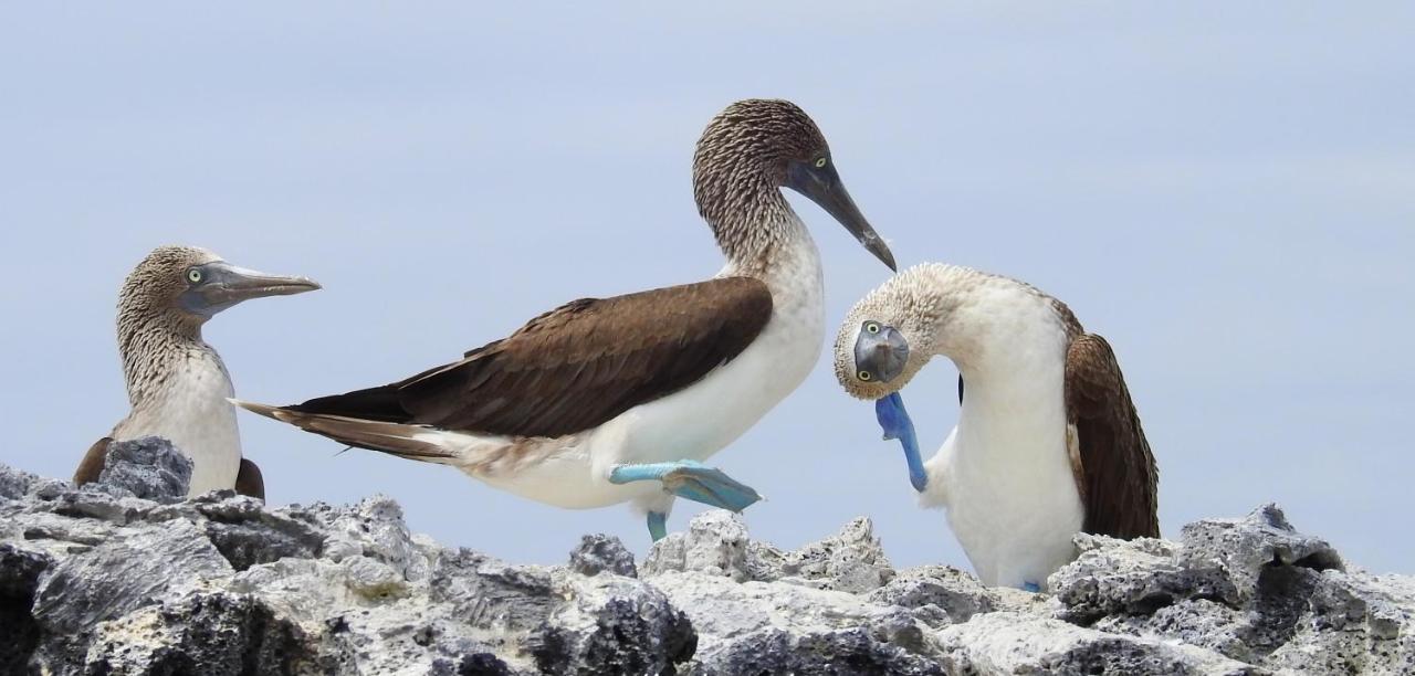 Bed and Breakfast Cormorant Beach House Пуерто-Вільяміль Екстер'єр фото