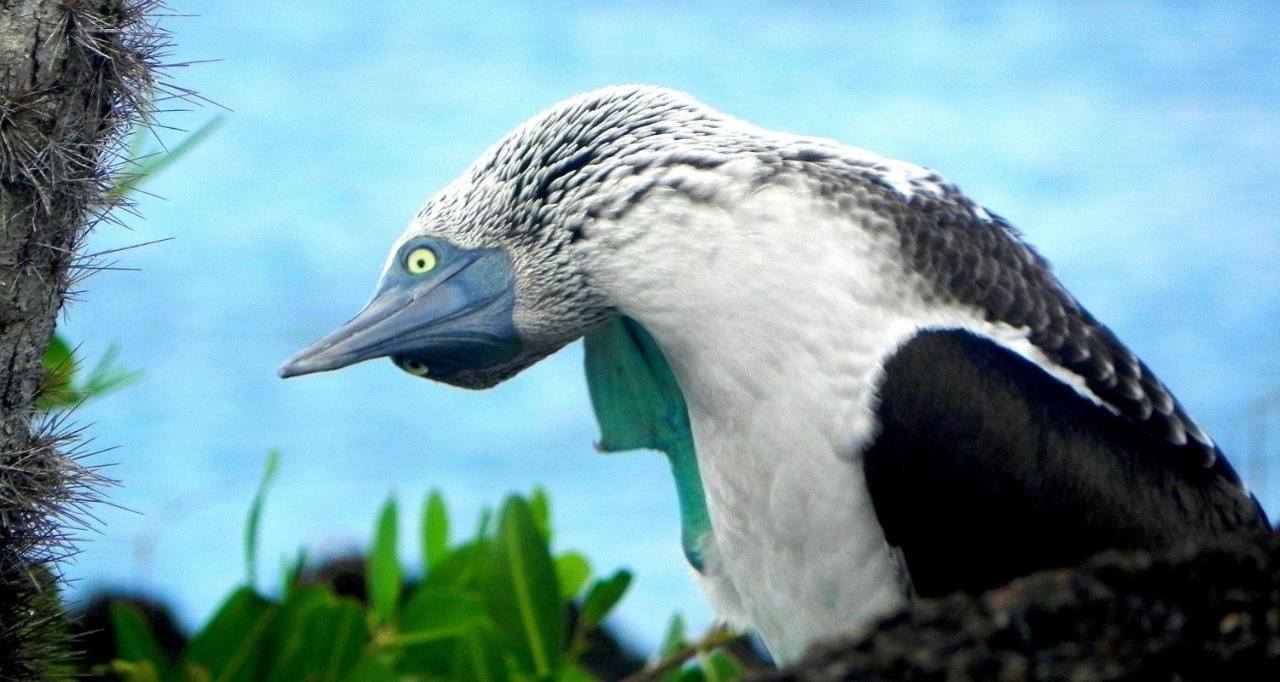 Bed and Breakfast Cormorant Beach House Пуерто-Вільяміль Екстер'єр фото